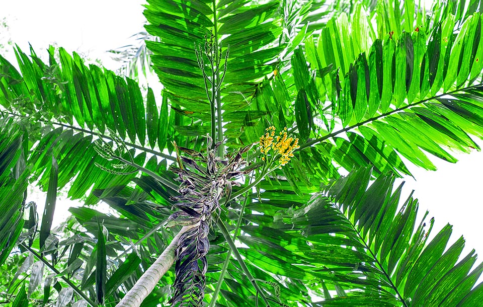 Veitchia pachyclada, Arecaceae