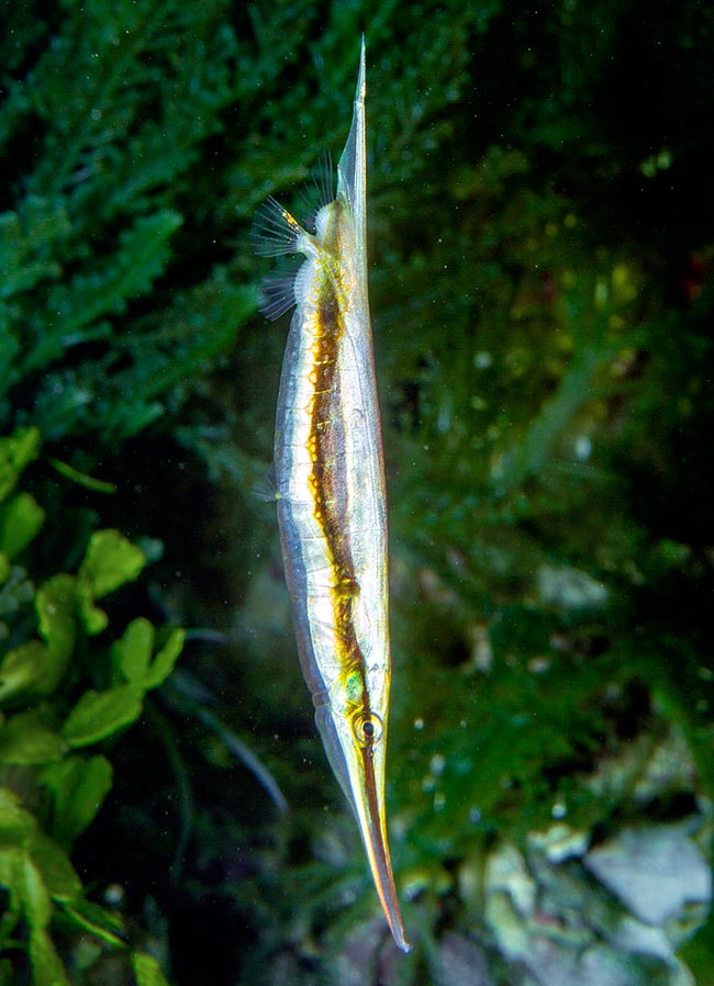 Aeoliscus strigatus, Centriscidae, Razorfish