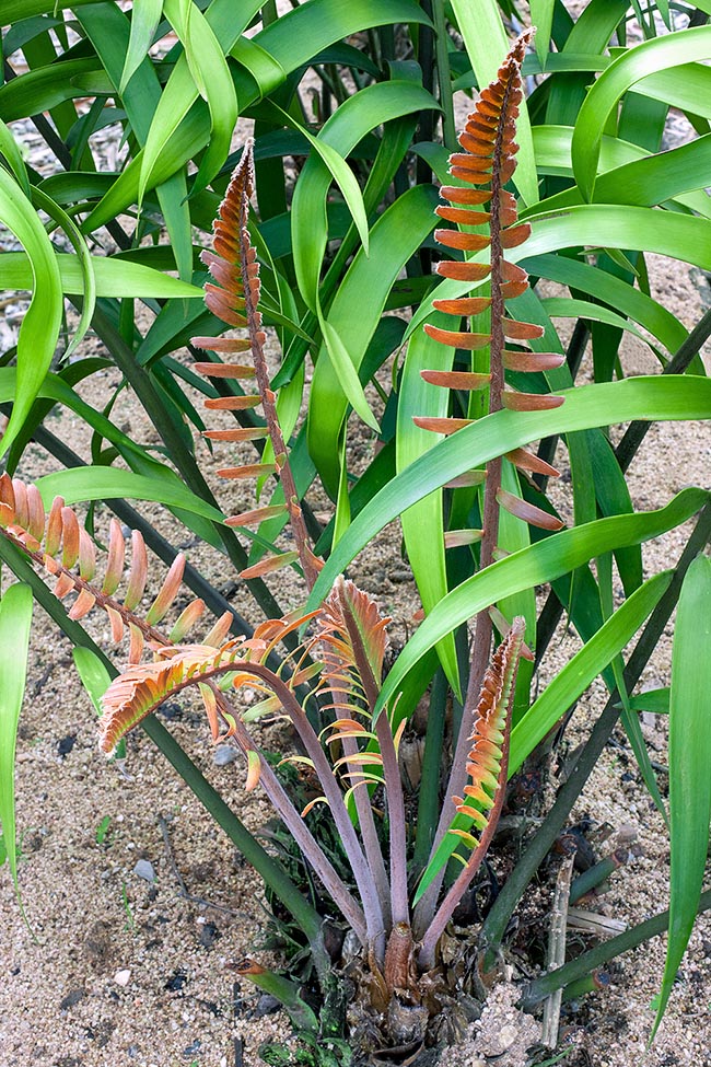 Cearatozamia mexicana, Zamiaceae