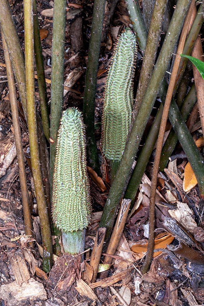 Ceratozamia hildae, Zamiaceae, Bamboo cycad