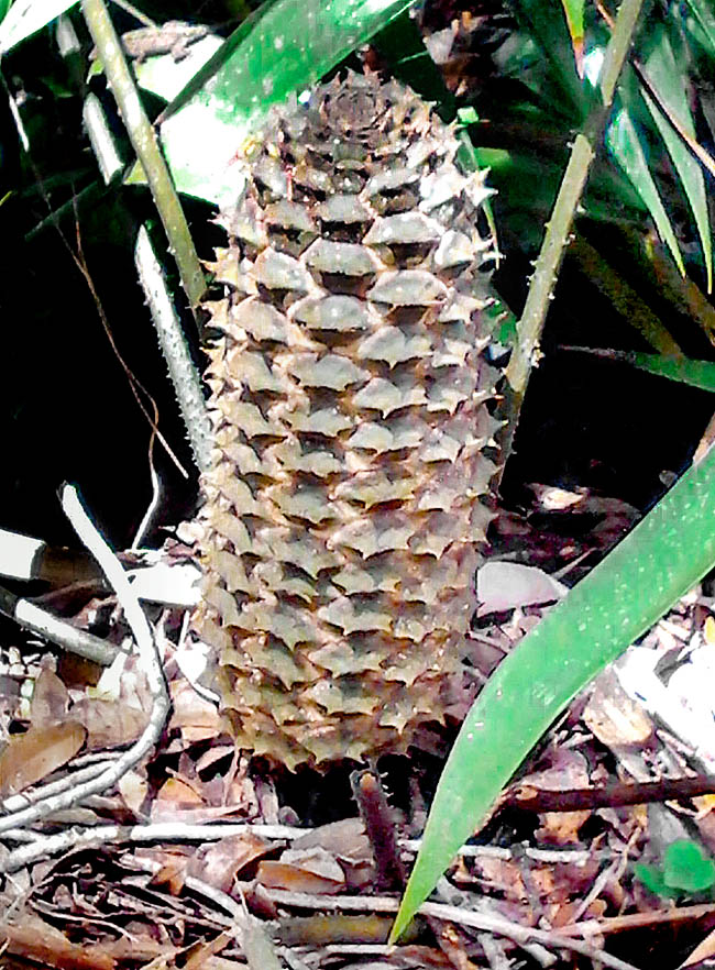 Ceratozamia latifolia, Zamiaceae