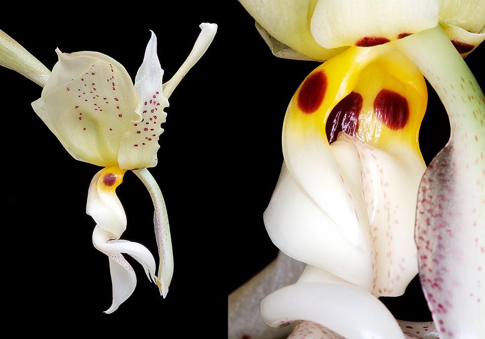 Stanhopea ruckeri, Orchidaceae