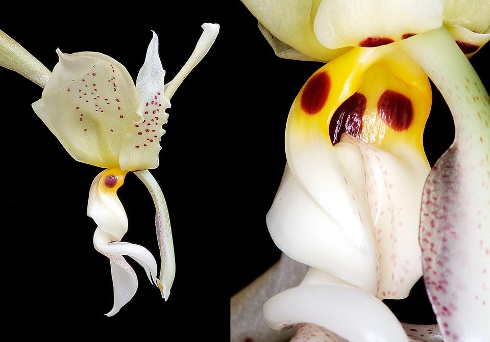 In this odd combination of two details the imaginative image appears to us of a tightrope dancer observed by an owl. Surely, they are flowers that lead us to dream and it is good to know that it is not an endangered species. It is often found in botanical gardens and in the lovers collections due to its rapid growth and easy cultivation