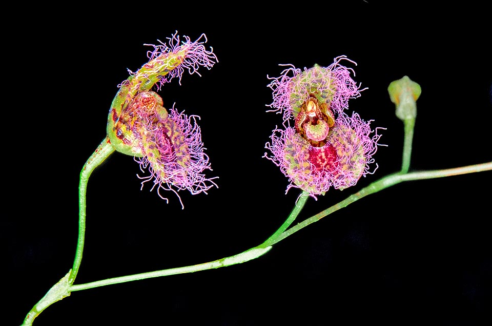 Stelis villosa, Orchidaceae