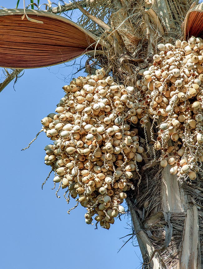 Syagrus botryophora, Arecaceae, pati queen palm, slender queen palm