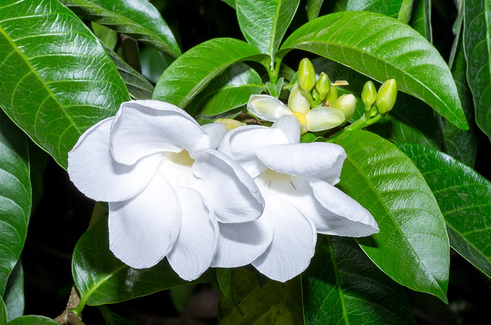 Tabernaemontana litoralis, Apocynaceae, milky way tree