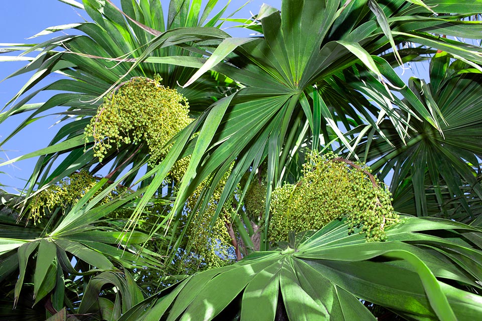 Thrinax parviflora, Arecaceae, broom palm