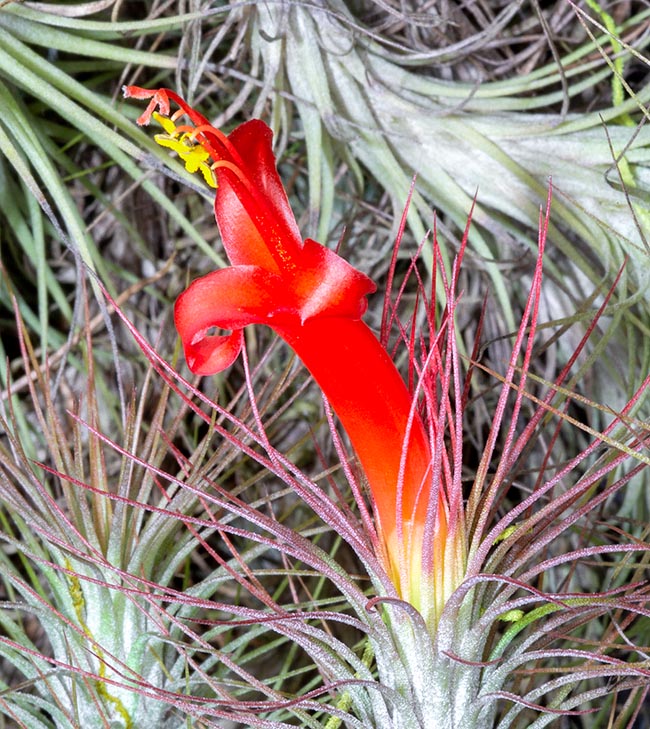 Tillandsia andreana, Bromeliaceae