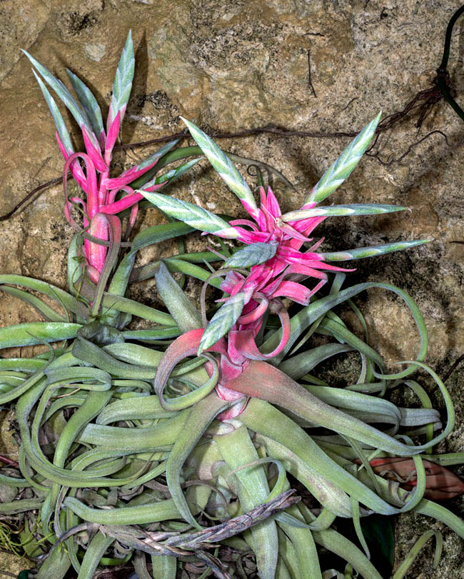 Tillandsia streptophylla, Bromeliaceae, Shirley Temple