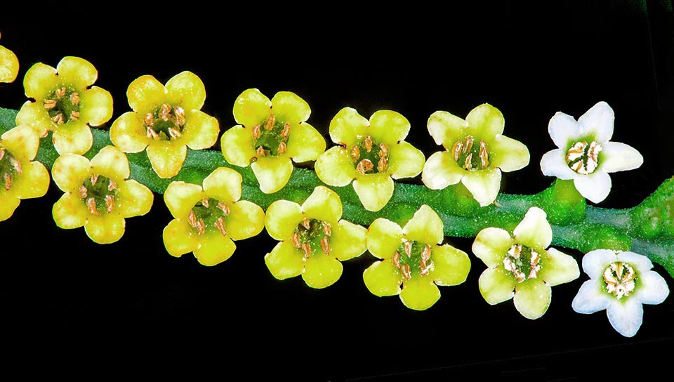 Tournefortia staminea, Boraginaceae