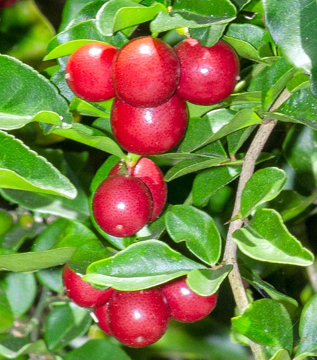 Triphasia trifolia, Rutaceae