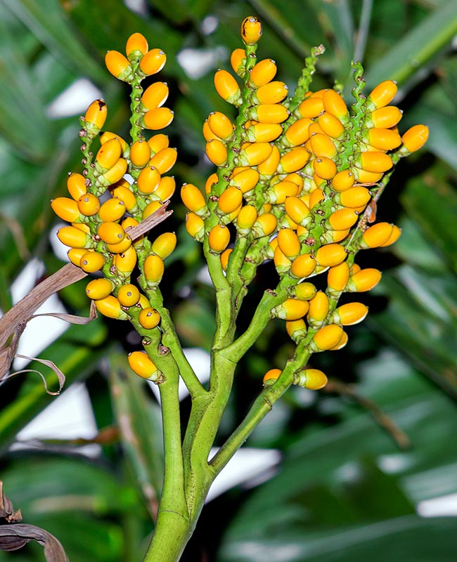 Veitchia pachyclada, Arecaceae