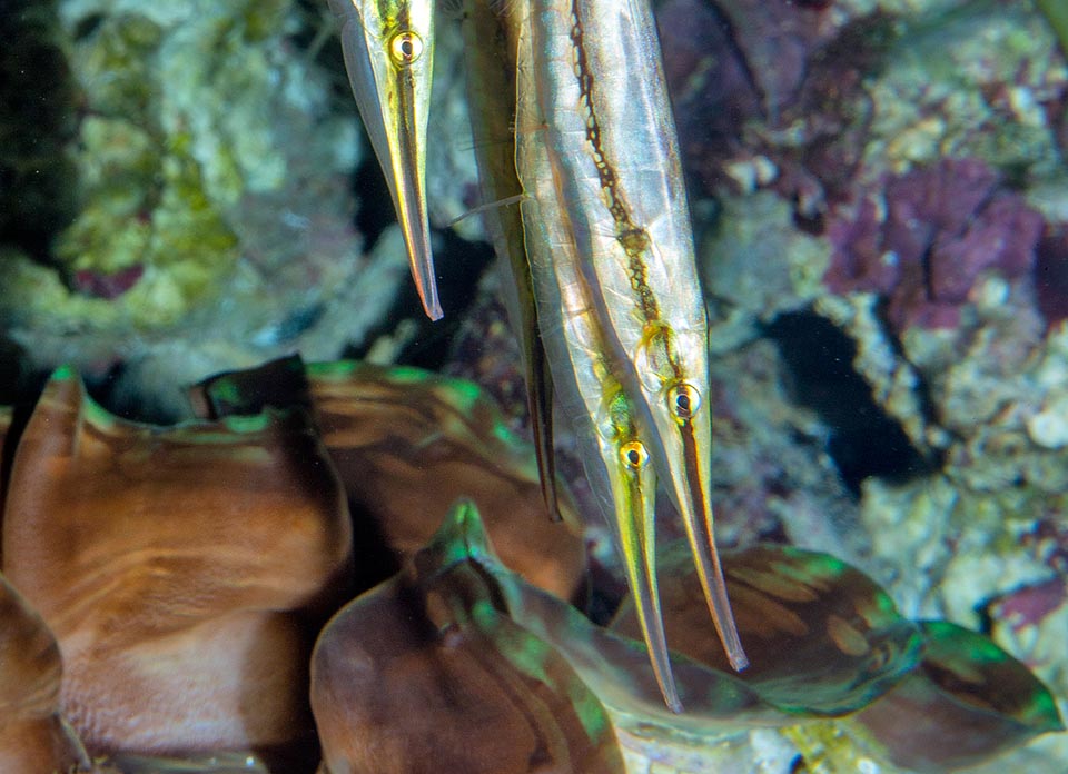 Aeoliscus strigatus, Centriscidae, Pesce rasoio