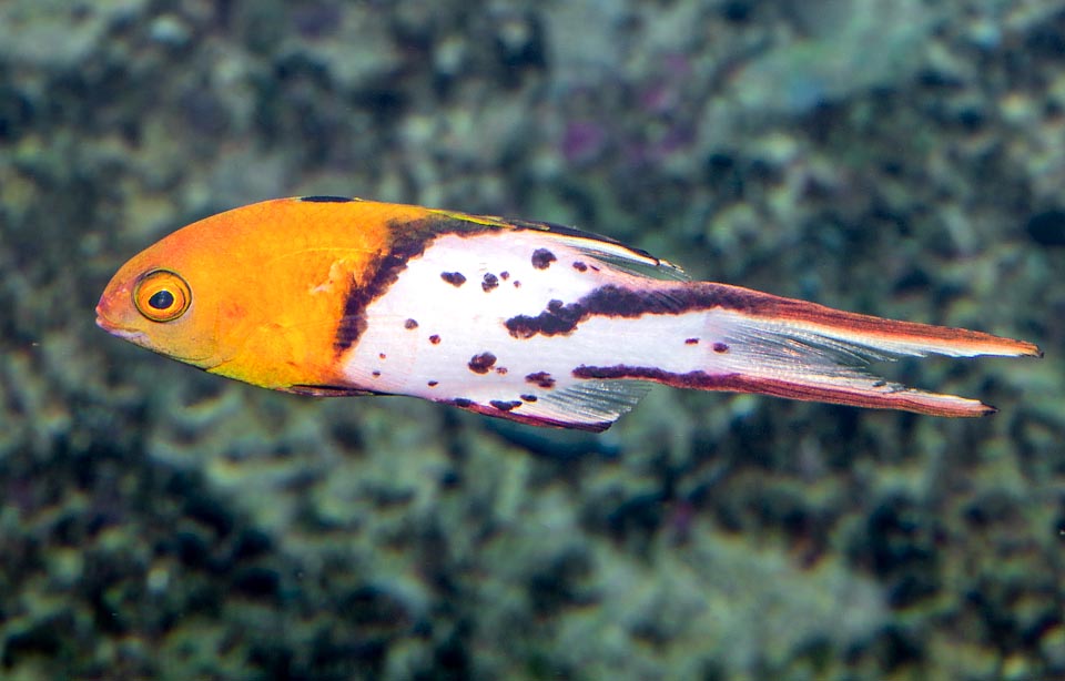 Bodianus anthioides, Labridae, Bodiano cola de lira