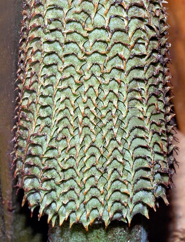 Ceratozamia hildae, Zamiaceae