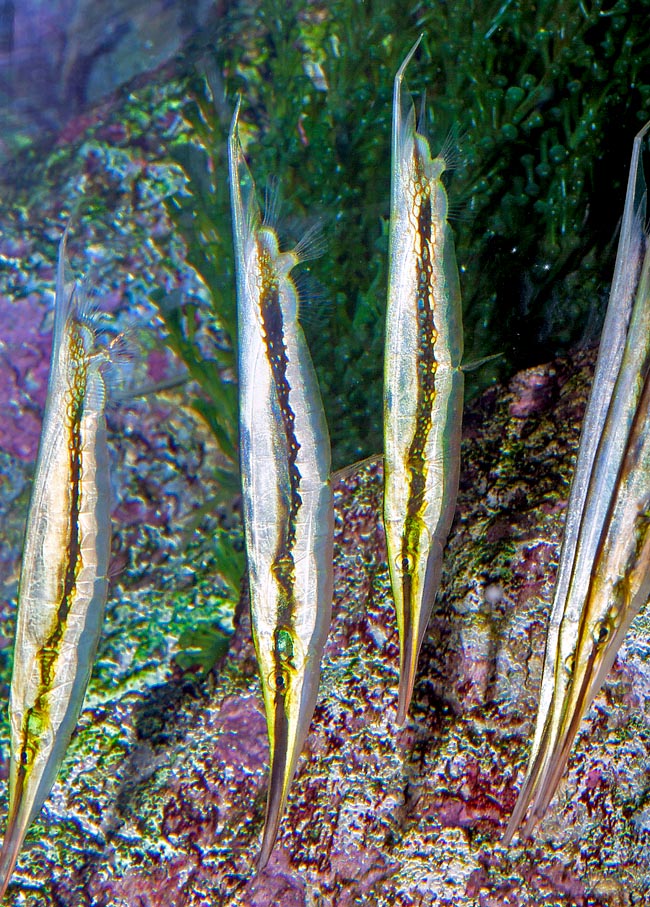 Aeoliscus strigatus, Centriscidae, Razorfish