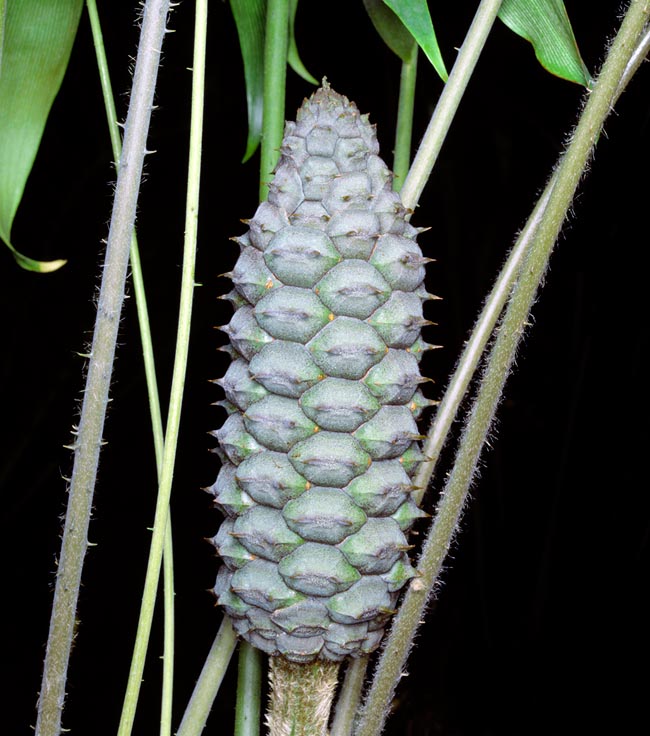 Ceratozamia hildae, Zamiaceae, Bamboo cycad
