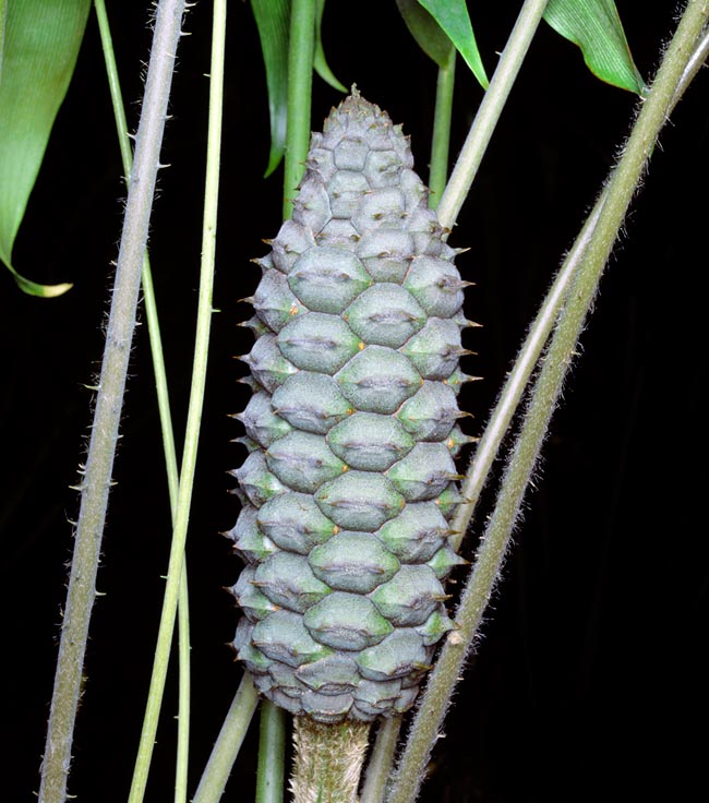 Ceratozamia hildae, Zamiaceae