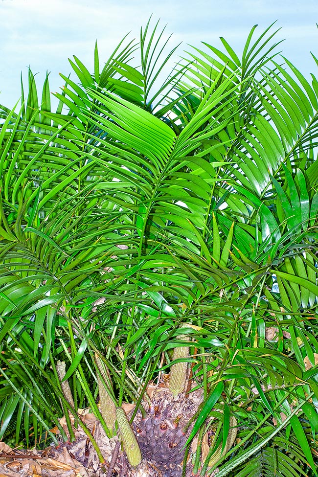 Cearatozamia mexicana, Zamiaceae