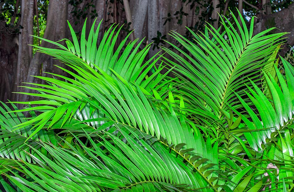 Cearatozamia mexicana, Zamiaceae