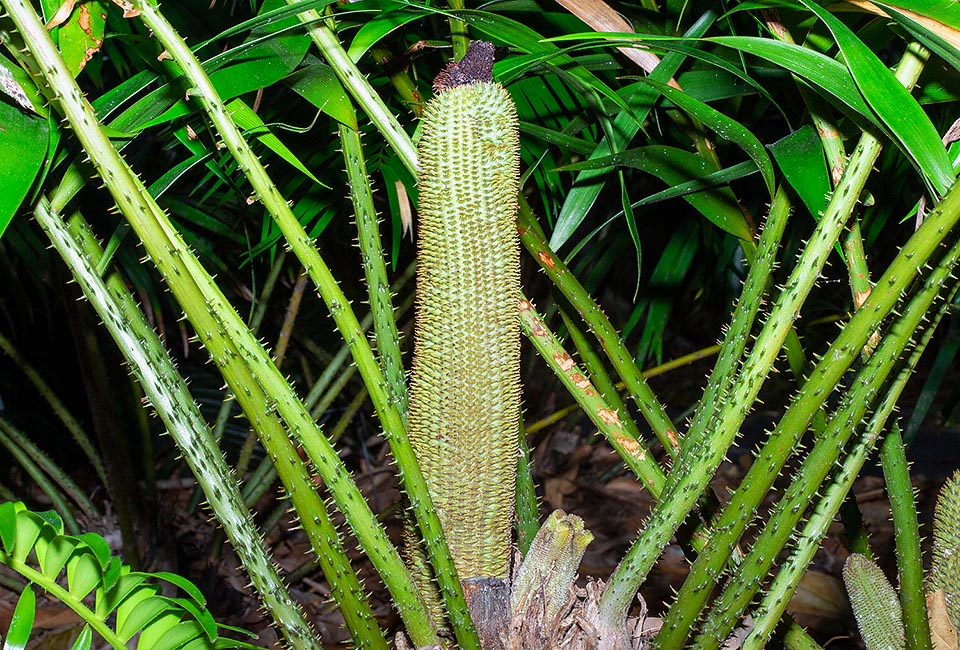 Cearatozamia mexicana, Zamiaceae