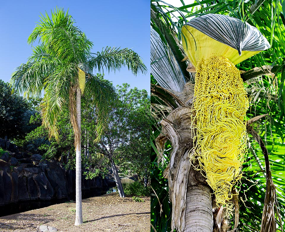 Syagrus vermicularis, Arecaceae