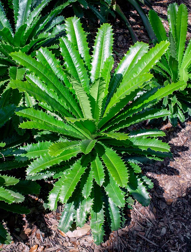 Theophrasta jussieui, Primulaceae