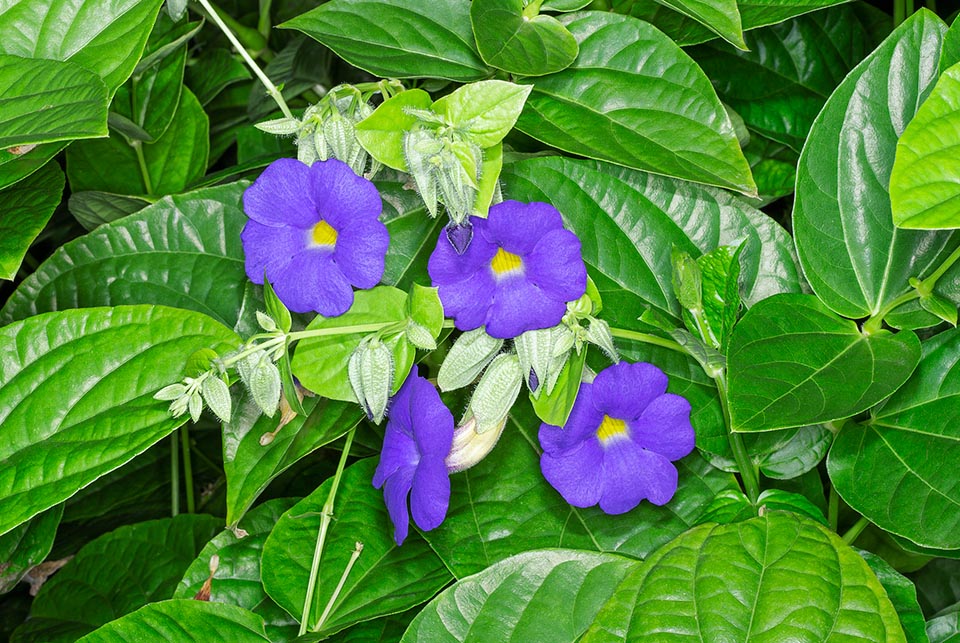 Thunbergia battiscombei, Acanthaceae