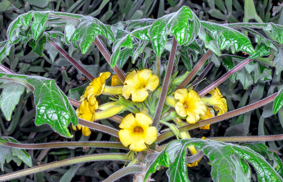 Uncarina roeoesliana, Pedaliaceae