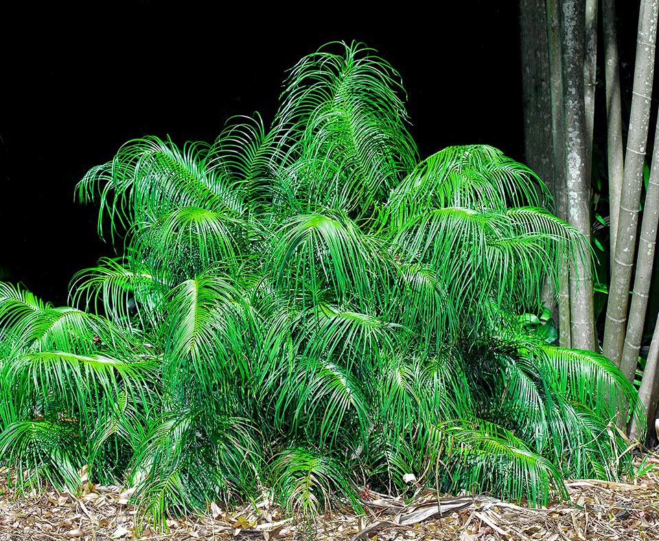 Ceratozamia kuesteriana, Zamiaceae