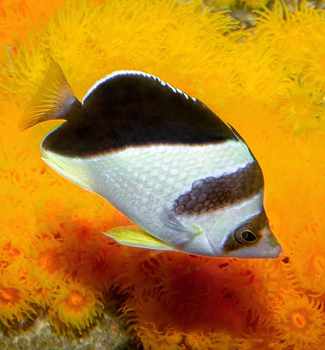 Chaetodon burgessi, Chaetodontidae, Burgess’ butterflyfish