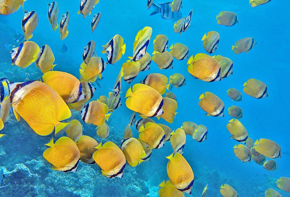 Chaetodon kleinii vit dans les eaux tropicales indo-pacifiques, depuis la mer Rouge et les côtes africaines jusqu’aux îles Galapagos