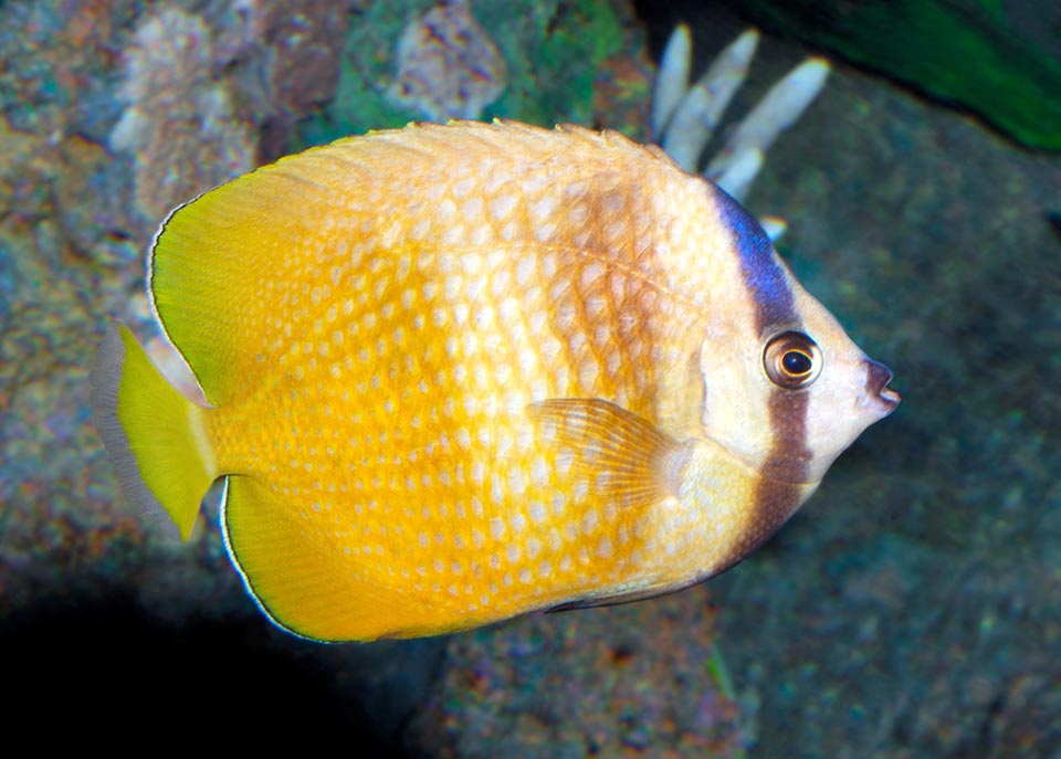 Chaetodon kleinii Chaetodon kleinii, Chaetodontidae