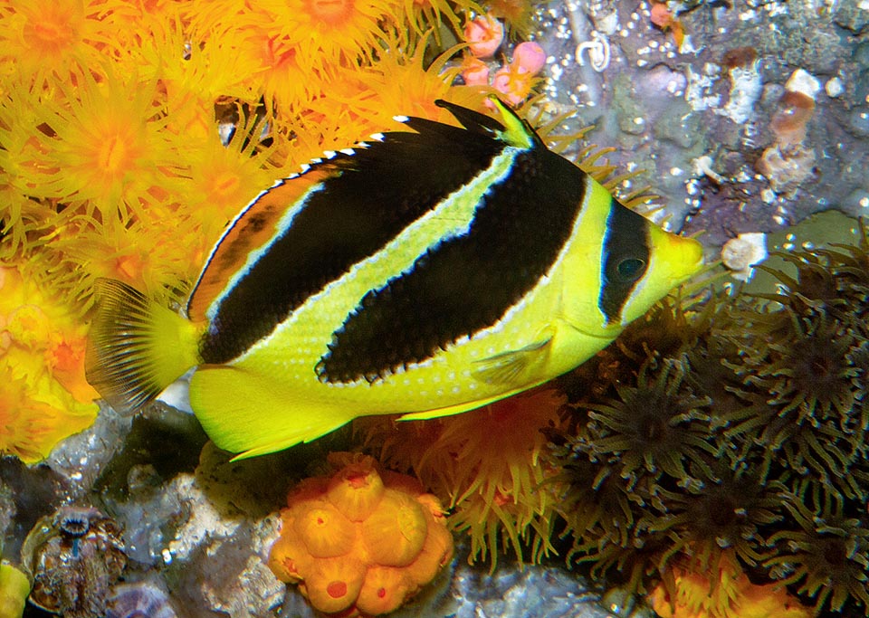 Chaetodon mitratus, Chaetodontidae, Poisson-papillon indien 