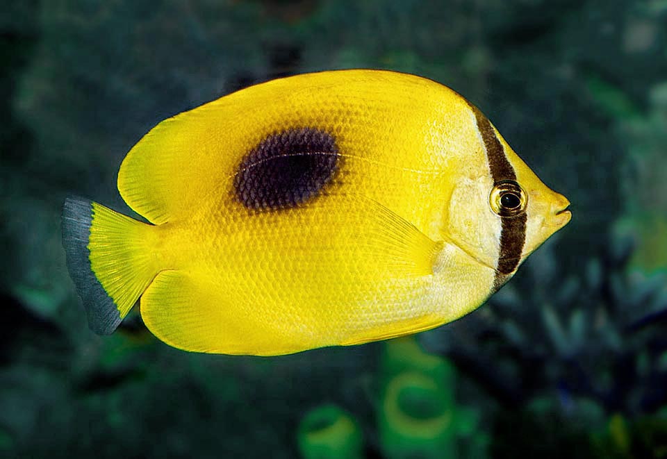 Chaetodon speculum is present in the tropical waters of a good part of the Indian Ocean and in western Pacific.