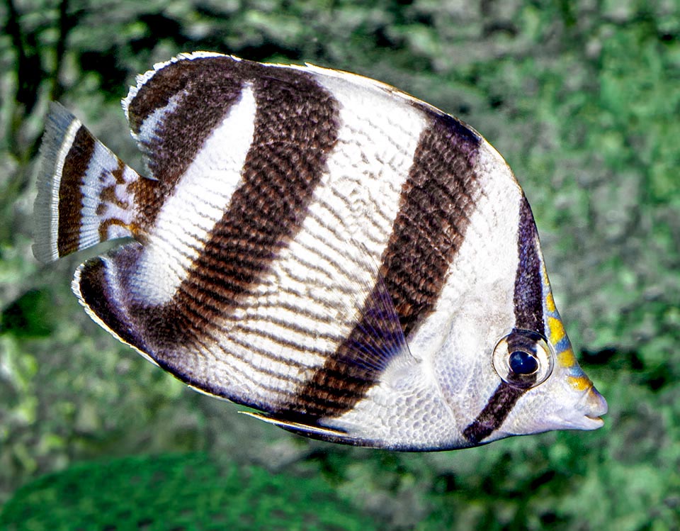 Chaetodon striatus, Chaetodontidae, Mariposa rayada