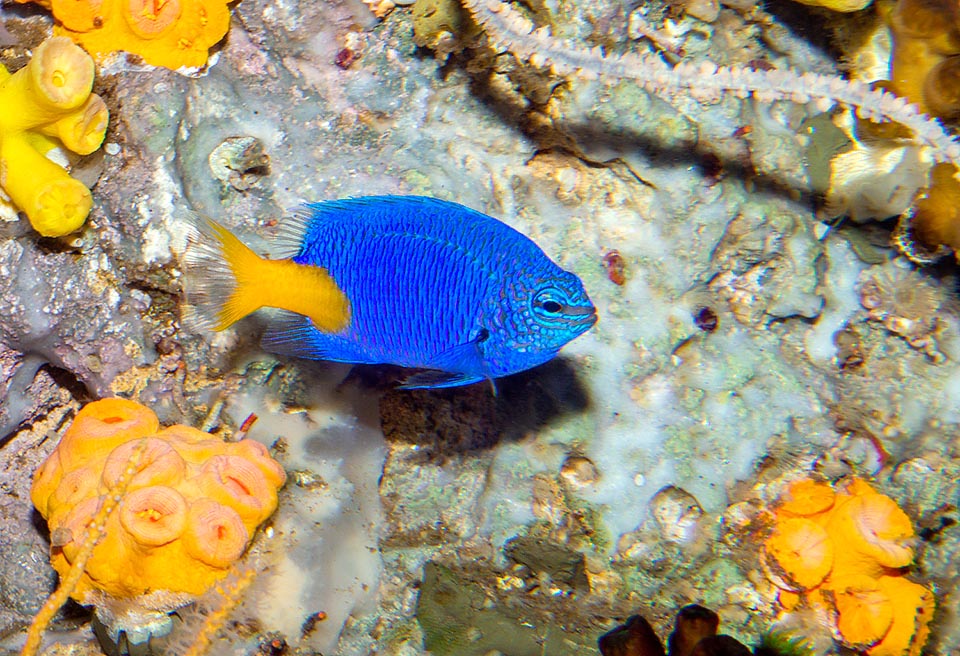 De hasta 7 cm de largo, la Chrysiptera parasema está presente entre las formaciones coralinas de aguas someras del océano Pacífico occidental 