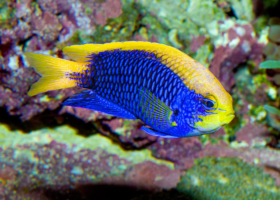 Lunga circa 7 cm, la Chrysiptera starcki è presente, a 20-60 m di profondità, lungo le coste tropicali del Pacifico occidentale dal sud del Giappone all’Australia e Tonga