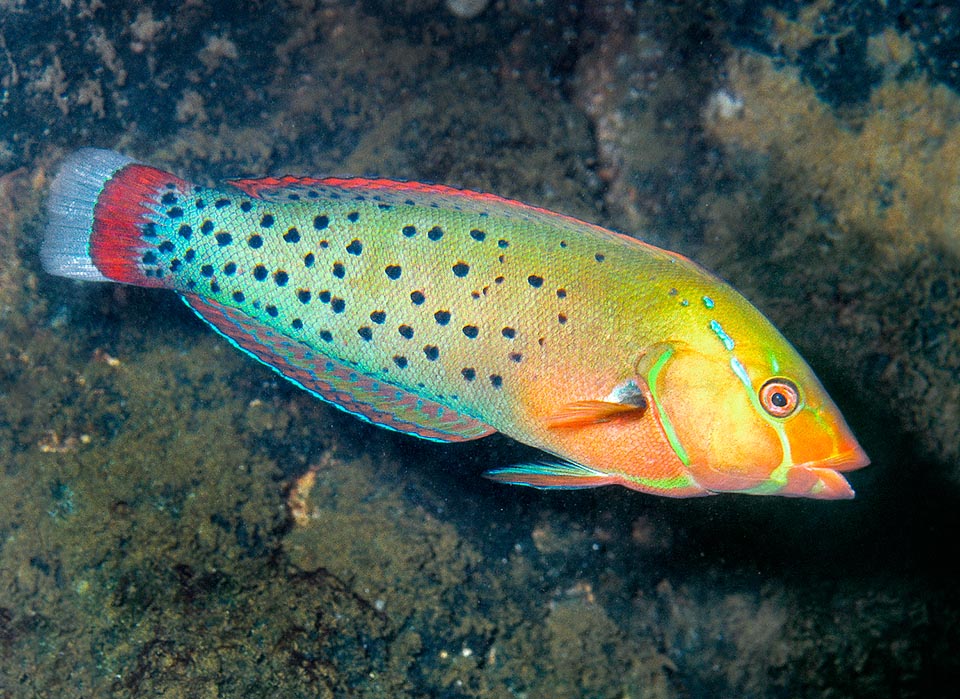 Present also in the Red Sea and most of Indian Ocean, Coris formosa, like many labryds, is a proterogynic hermaphrodite species, that is with females that growing can transform in males. The female livery, here shown, can be recognized at once from the vertical red band at the base of the caudal fin that ends then translucent