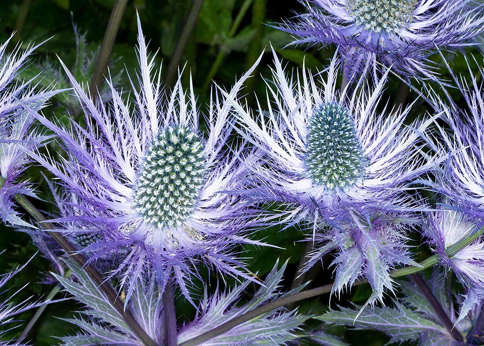 Eryngium alpinum, Apiaceae, Regina delle Alpi