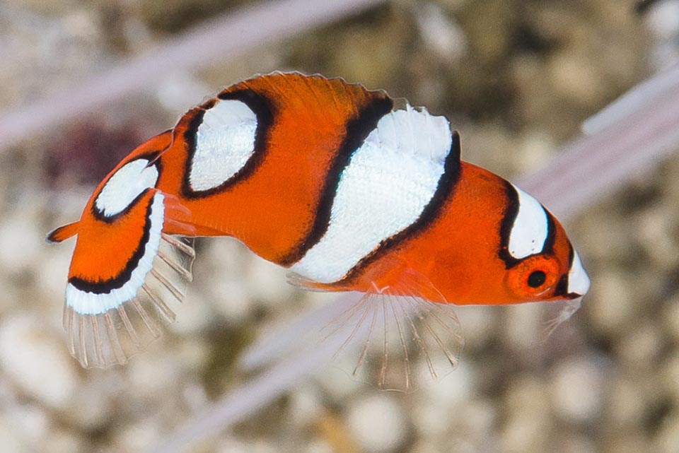 In the early juvenile stage, the flamboyant red livery with mimetic black edged white bands is practically the same as that of the Coris formosa 