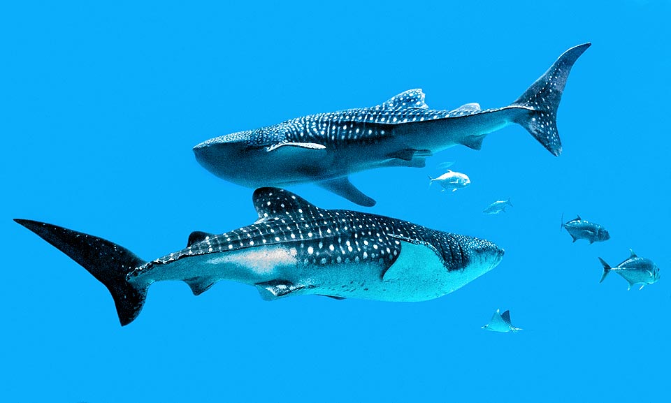 Rhincodon typus, Rhincodontidae, squalo balena