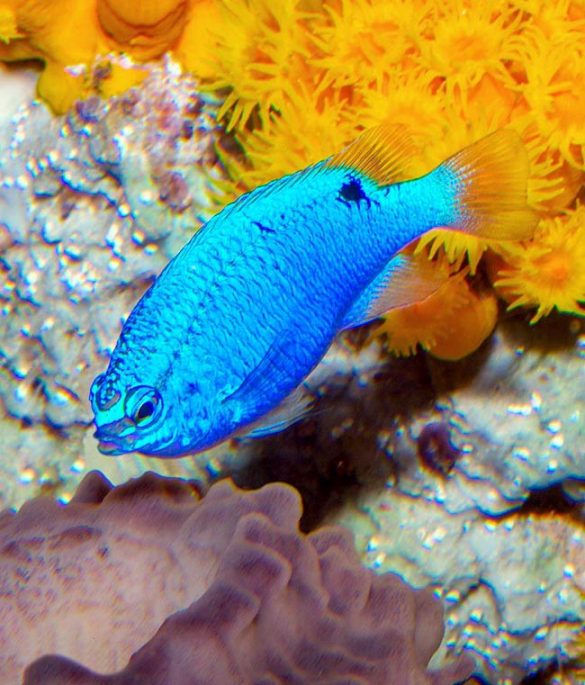 Chrysiptera cyanea Monaco Nature Encyclopedia