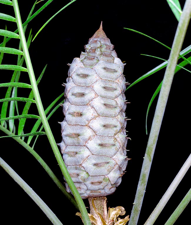 Ceratozamia kuesteriana, Zamiaceae