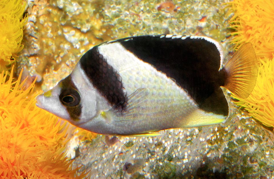 Chaetodon burgessi, Chaetodontidae, Burgess’ butterflyfish