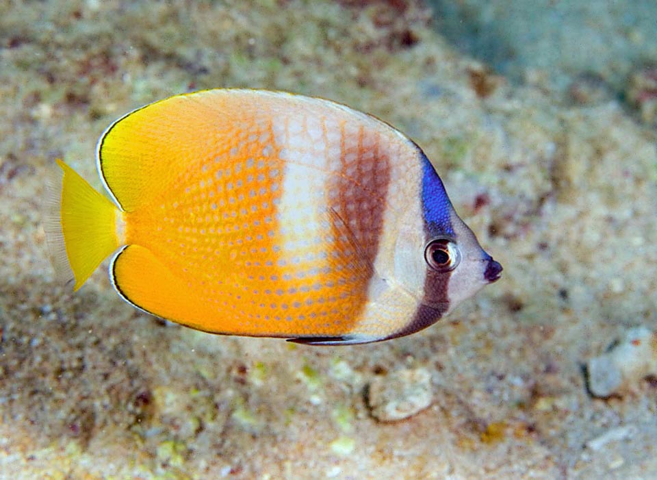 The yellow-orange livery shows three more or less marked pale vertical bands and one blue zone in the upper part of the dark band that masks the eye