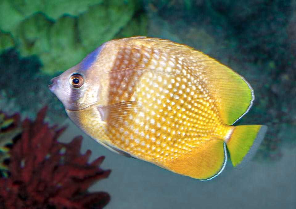 Chaetodon kleinii Chaetodon kleinii, Chaetodontidae