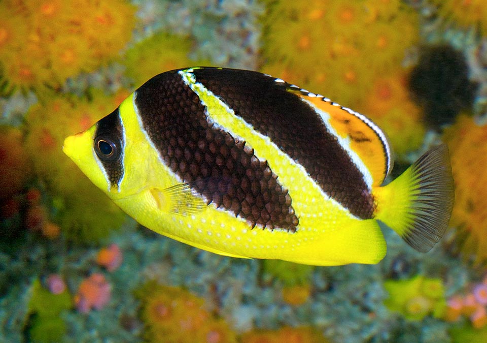 Chaetodon mitratus, Chaetodontidae, Pesce farfalla indiano