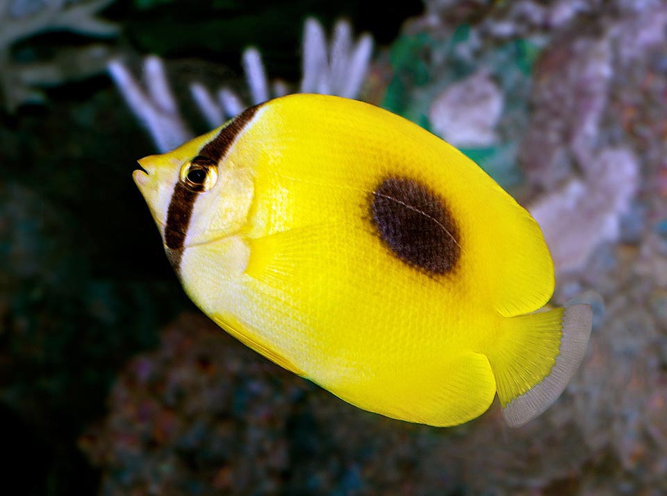 Chaetodon speculum, Chaetodontidae Chaetodon speculum, Chaetodontidae