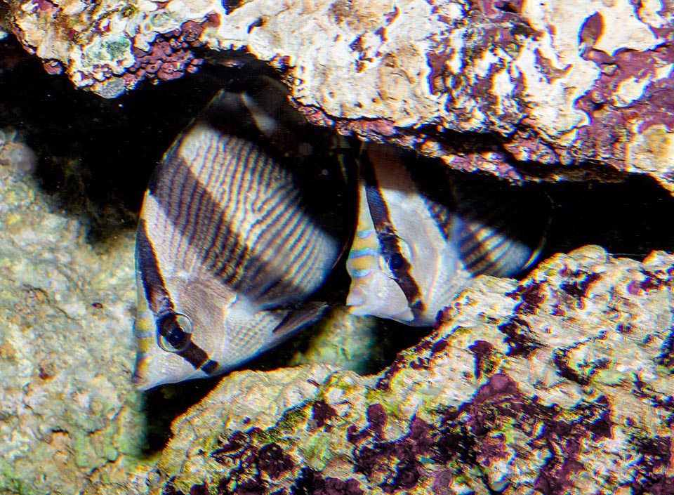 Chaetodon striatus, Chaetodontidae, Pez mariposa bandeado